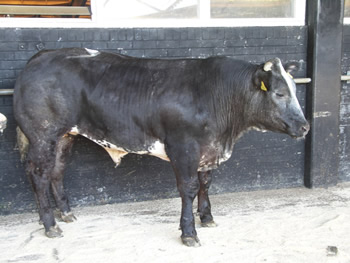 Reserve Champion Belgian Blue, a steer shown by Mr KD Harryman of Keskadale, Newlands Valley, Keswick.